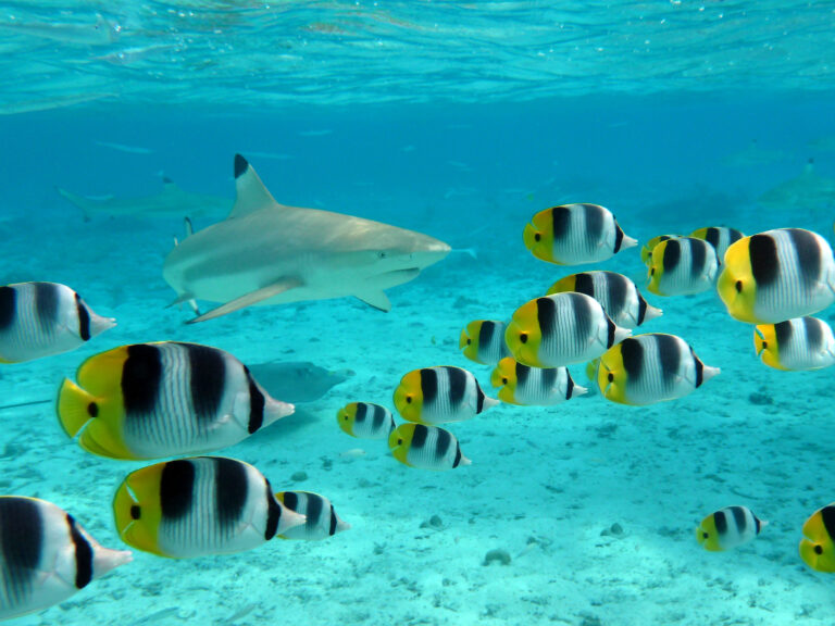 Best Snorkeling in French Polynesia