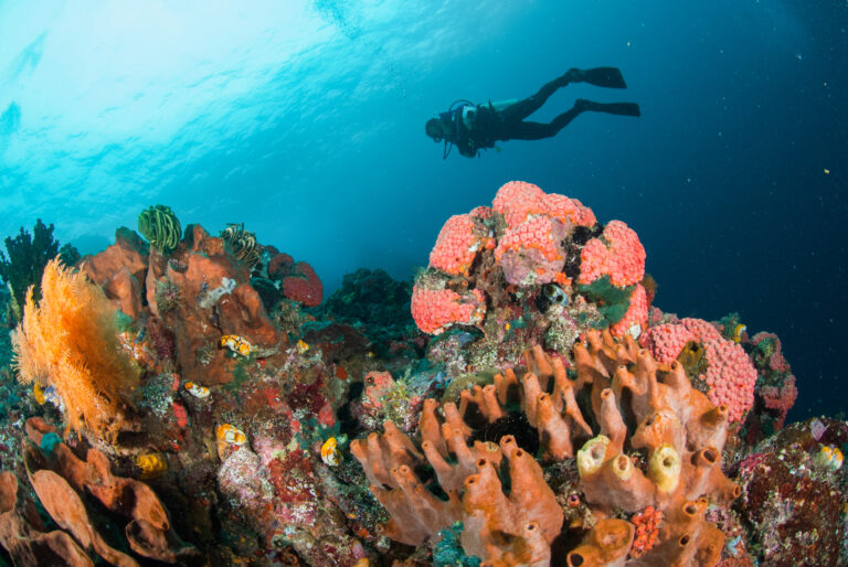 Diving In Ambon